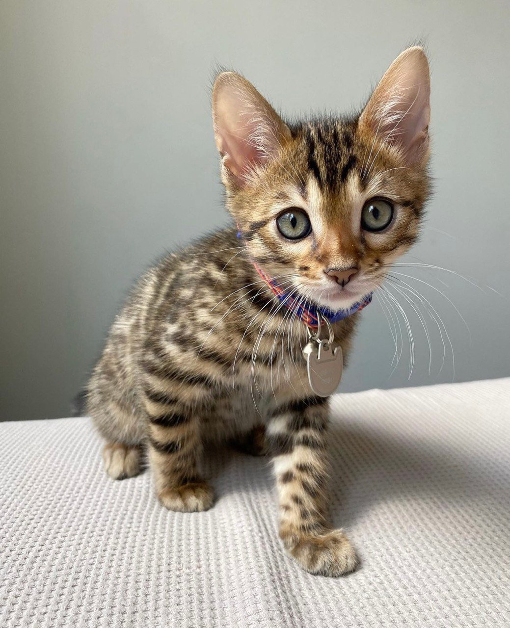 bengal cats for sale
