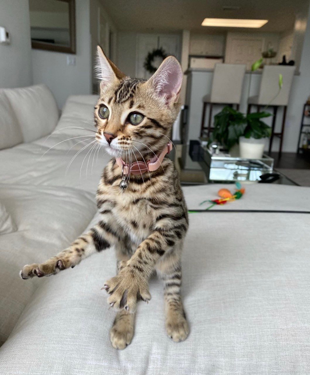 bengal cats for sale
