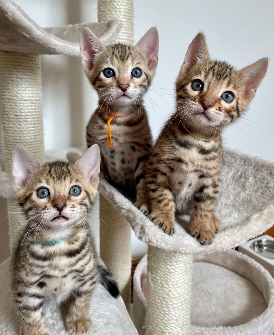 bengal kittens for sale