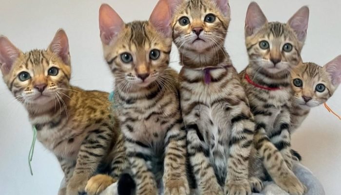 bengal kittens for sale